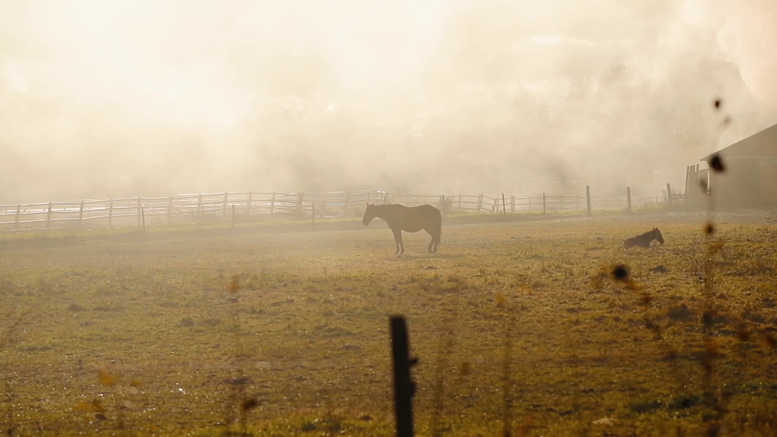 Horses in a fenced pasture in morning mist
